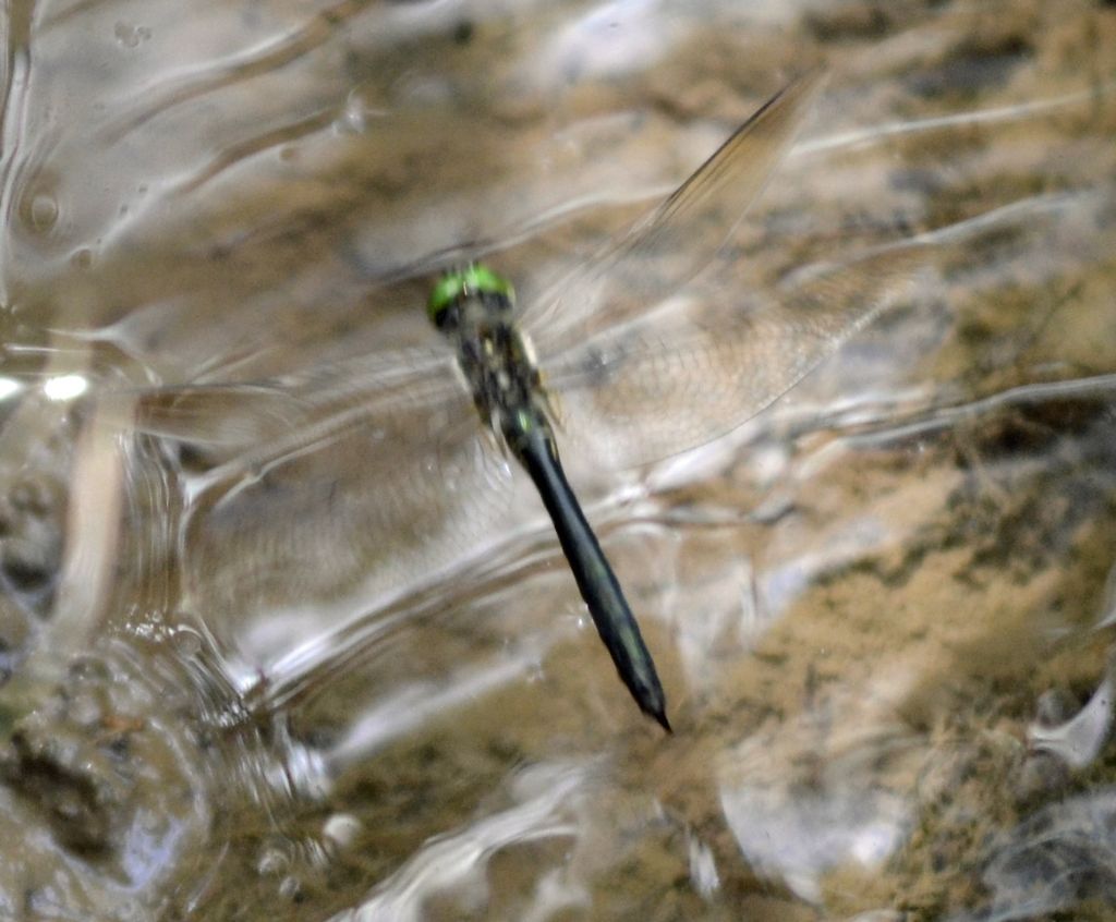 Corduliidae in ovideposizione: Somatochlora meridionalis